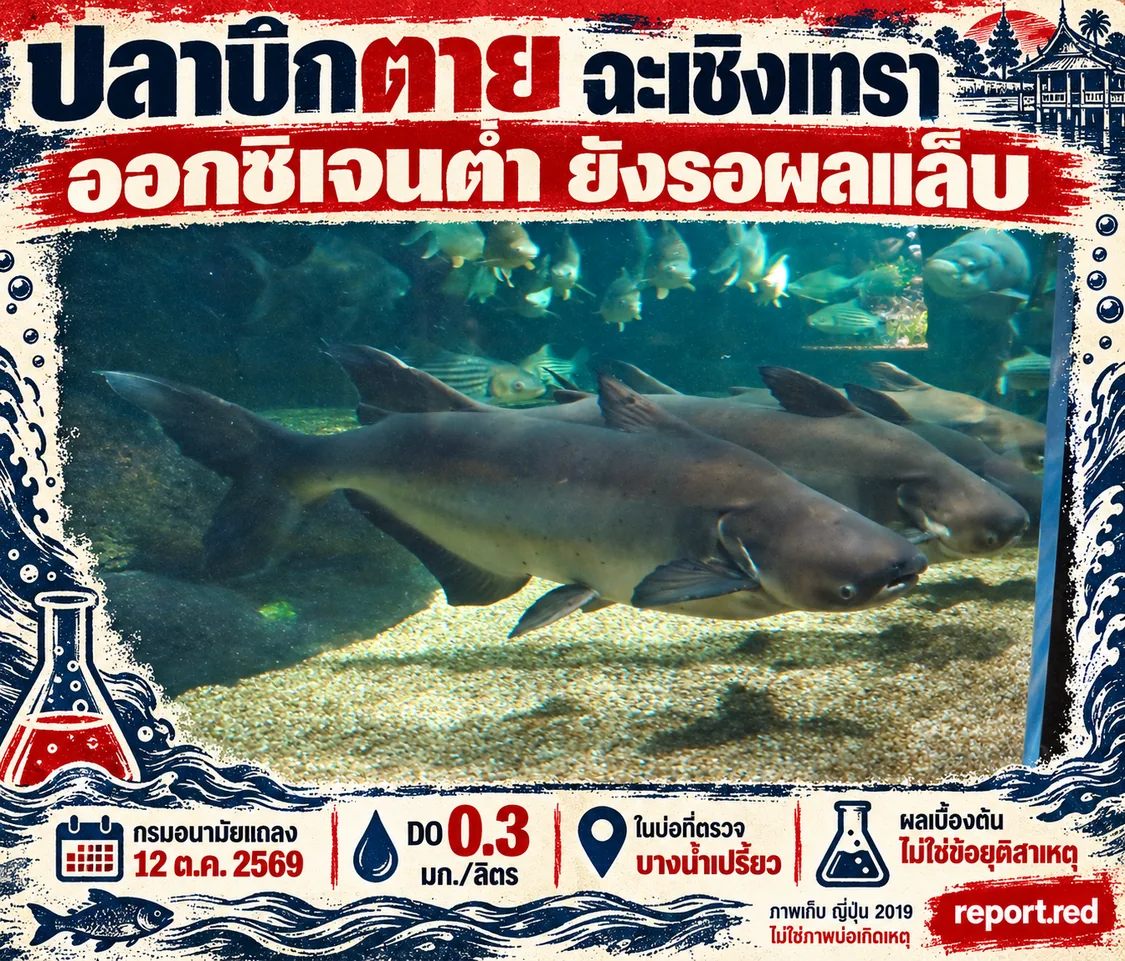 คอลลาจข่าวปลาบึกตายฉะเชิงเทรา กรมอนามัยแถลง12ตุลาคม2569 DO0.3มก./ลิตรในบ่อที่ตรวจ ผลเบื้องต้นยังรอแล็บ ใช้ภาพเก็บปลาบึกญี่ปุ่นปี2019 ไม่ใช่บ่อเกิดเหตุ