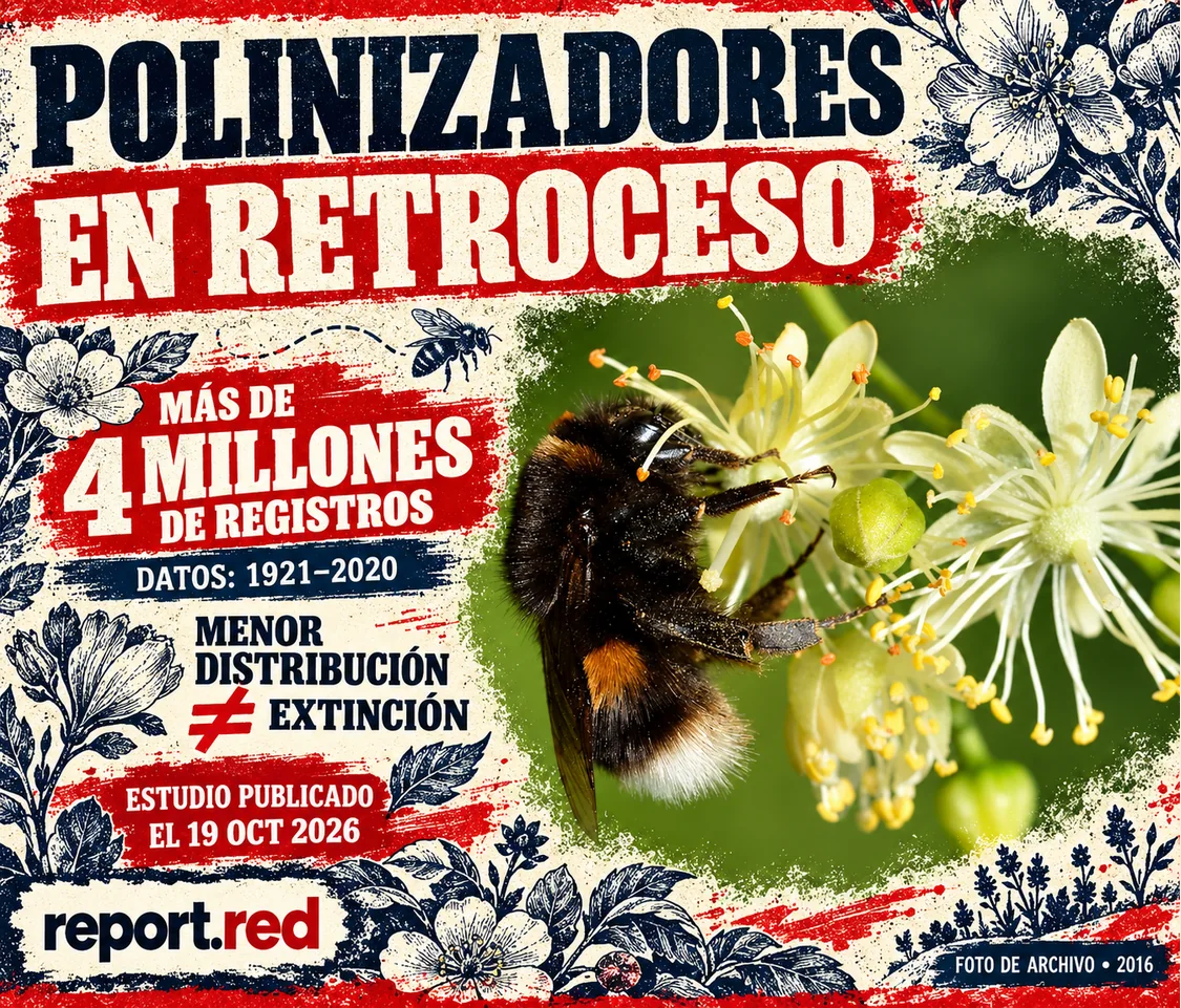 Polinizadores europeos: estudio de registros 1921–2020, con foto de archivo de un abejorro en 2016